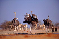 Ostrich male and female courtship behaviour (Struthio camelus) Etosha NP, Namibia