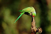 Rose ringed parakeet drinks from stand pipe (Psittacula krameri) Keoladeo / Bharaptpur NP, India