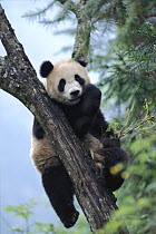 Giant panda eating in tree. Wolong Nature Reserve, China, Sichuan Captive.