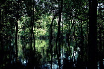 Interior of flooded forest, Tefe, Amazonia, Brazil.