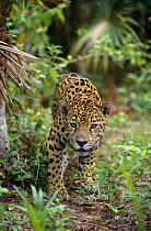 Jaguar walking towards camera (Panthera onca) Belize, captive