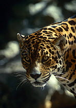 Jaguar {Panthera onca} head portrait, Belize, captive