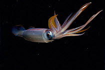 Squid (Loligo sp) swimming at night, Red Sea