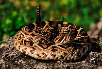 Eastern diamondback rattlesnake coiled with rattle raised (Crotalus adamanteus) Florida