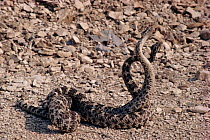 Speckled rattlesnake males fighting during breeding season (Crotalus mitchelli) California