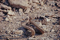 Speckled rattlesnakes fighting, California