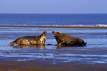 Grey seal male and female hauled up on beach, Humberside, UK (Halichoerus grypus)