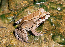 Juvenile Smokey jungle frog (Leptodactylus pentadactylus) Amazonian Ecuador, South America