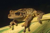 Cuban tree frog (Osteopilus septentrionalis) native of West Indies introduced into Florida, USA