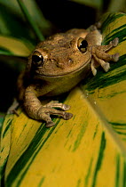 Cuban treefrog, SW Florida USA (Osteopilus septentrionalis) native of West Indies introduced to USA.