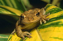 Cuban tree frog (Osteopilus septentrionalis) native of West Indies introduced into Florida, USA