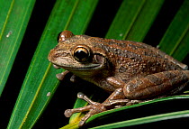 Cuban treefrog, SW Florida USA (Osteopilus septentrionalis) native of West Indies introduced to USA.