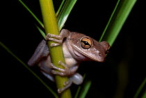Cuban treefrog, SW Florida (Osteopilus septentrionalis) native of West Indies introduced to USA.