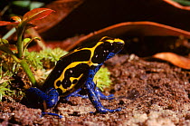 Dyeing poison arrow frog (Dendrobates tinctorius) Surinam, South America