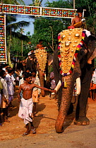 Decorated Indian elephant led in festival procession, Kerala, Southern India