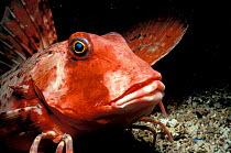 Sea robin on seabed, close up (Triglidae) Brittany France
