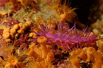 Aeolid nudibranch, Mediterranean Sea