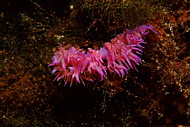 Aeolid nudibranch, Mediterranean Sea