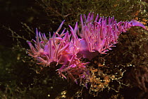 Aeolid Nudibranch (Flabellina affinis), Mediterranean