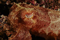 Broadclub cuttlefish head close up (Sepia latimanus) Indo-Pacific