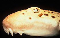 Close-up of head of Epaulette shark (Hemiscyllium ocellatum) Australia