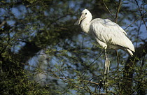 White spoonbill (Platalea leucorodia) perched in tree,  Keoladeo Ghana / Bharatpur NP, Rajasthan, India