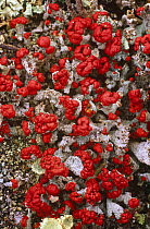 Fruiting bodies of lichen (Cladonia sp) Scotland. Tomatin, Inverness-shire