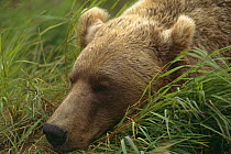 Grizzly bear {Ursus arctos horribilis} resting head on clump of grass, Alaska, USA