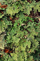 Tree lungwort on Hazel. (Lobaria pulmonaria) Scotland. Epiphytic lichen.