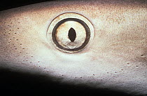 Lemon shark (Negaprion brevirostris) close up of eye, Bimini, Bahamas