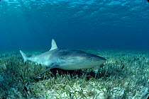 Caribbean reef shark (Carcharhinus perezi) Bimini, Bahamas