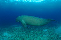 Dugong foraging on seabed.  Indo-Pacific