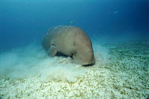 Dugong foraging on seabed. Indo-Pacific