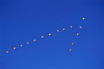 Snow Geese flying in V- formation (Chen caerulescens) New Mexico. Bosque del Apache.
