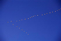 Snow Geese flying in V formation (Chen caerulescens) New Mexico, Bosque del Apache.