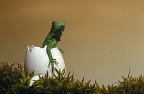 Common iguana baby (Iguana iguana) in a goose egg, studio shot