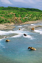Congregation of Grizzly bears (Ursus arctos horribilis) fishing for salmon in river, during time of salmon migration, McNeil River Game Sanctuary, Alaska, USA