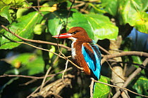 White breasted Kingfisher (Halycon smyrnensis) perched, Bandarvgarh NP, India.