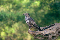 Crested hawk eagle {Nisaetus cirrhatus} Bandhavgarh NP, India.
