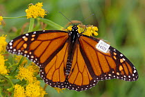 Monarch butterfly with tagged wing - migration study (Danaus plexippus) New Jersey USA