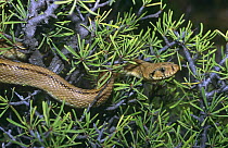 Ladder snake (Elaphe scalaris) climbing shrub (Rhamnus lycioides) Allicante, Spain