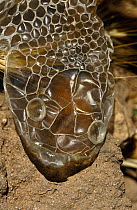 Ladder snake shed skin (Elaphe scalaris) Alicante, Spain