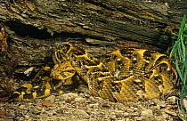 Puff adder snake (Bitis arietans) captive