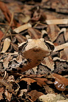 Gaboon viper (Bitis gabonica)  captive, occurs Africa