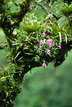 Epiphytes, orchids and bromeliads growing on branch, Braulio Carrillo NP, Costa Rica