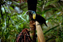 Channel billed toucan eating Bacabinha palm fruits, Amazon rainforest, Brazil.
