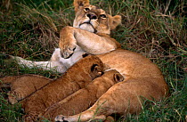 Lioness suckling cubs (Panthera leo) Masai Mara, Kenya