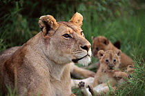 Head portrait of lioness in pride. Masai Mara Kenya