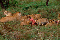 African lion cubs feeding on zebra kill (Panthera leo) Masai Mara Kenya.