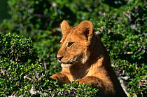 Lion {Panthera leo} 6-months cub in Gardenia tree, Masai Mara, Kenya